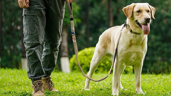 tactical leash tactical leash